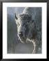 Frost Covers The Coat Of An American Bison On A Chilly Morning by Tom Murphy Limited Edition Print