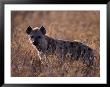 Spotted Hyena, Crocuta Crocuta, Tanzania by Robert Franz Limited Edition Print