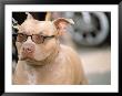 Pit Bull Terrier Wearing Sunglasses by Allen Russell Limited Edition Print