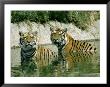 Two Tigers In The Water by Mick Roessler Limited Edition Pricing Art Print