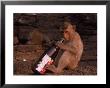 Monkey With Beer Bottle, Lopburi, Thailand by Frank Staub Limited Edition Print