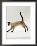 Domestic Cat, Seal-Point Siamese Juvenile Running Profile by Jane Burton Limited Edition Print