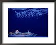 A Cruise Ship On Lynn Canal, Lit Up In The Early Evening, Alaska, Lynn Canal, Usa by Mark Newman Limited Edition Pricing Art Print