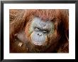 Orang-Utan In Zoo, Taman Safari Indonesia, Surabaya, Indonesia by Jane Sweeney Limited Edition Print