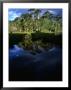 Native Araucaria Or Monkey-Puzzle Trees Reflected In Lake, Cani Sanctuary, Chile by Woods Wheatcroft Limited Edition Print