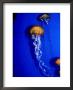 Jellyfish In Outer Bay Exhibit, Monterey Bay Aquarium, Monterey Bay, Usa by Lee Foster Limited Edition Print