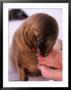 A Sea Lion Pup Nibbling On Toes, Galapagos, Ecuador by Ralph Lee Hopkins Limited Edition Print