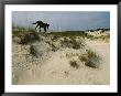 A Windblown Wild Horse Traverses A Sparsely Vegetated Dune On The Island by Melissa Farlow Limited Edition Pricing Art Print