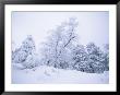 A Winter Landscape Of Snow-Covered Trees On Spruce Mountain by Rich Reid Limited Edition Pricing Art Print