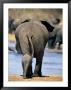 Female African Elephant And Her Calf In Chobe National Park by Beverly Joubert Limited Edition Print