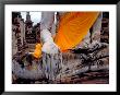 Giant Statue Of Buddha, Sukothai, Thailand by Koa Kahili Limited Edition Pricing Art Print