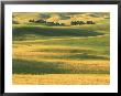 Farm With Wheat Fields, Whitman County, Wa by Mark Windom Limited Edition Print