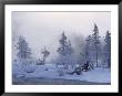 Winter In Yellowstone National Park, Wy by Charlie Borland Limited Edition Print