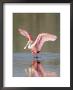 Roseate Spoonbill, Ding Darling Nwr, Fl by Stan Osolinski Limited Edition Print
