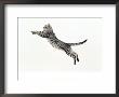 Domestic Cat, 5-Month Silver Spotted Shorthair Male, Jumping At Full Stretch, Back Hollow by Jane Burton Limited Edition Print