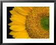 Sunflower by Wallace Garrison Limited Edition Print