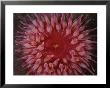 A Close View Of A Northern Red Sea Anemone by Brian J. Skerry Limited Edition Print