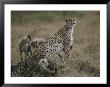 A Mother Cheetah Keeps Watch As Her Cubs Frolic Around Her by Roy Toft Limited Edition Pricing Art Print