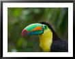 Keel-Billed Toucan On Tree Branch, Panama by Keren Su Limited Edition Print