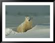 A Polar Bear (Ursus Maritimus) by Norbert Rosing Limited Edition Pricing Art Print
