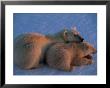 A Polar Bear Rests With Her Young Cub by Paul Nicklen Limited Edition Print