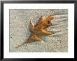 An Oak Leaf Lying In Wet Sand by Bill Curtsinger Limited Edition Pricing Art Print