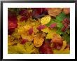 Pile Of Autumn Leaves by David Jentz Limited Edition Print