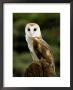 Barn Owl On Stump by Russell Burden Limited Edition Print