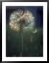 Dandelion Backlit By The Sun by Kevin Leigh Limited Edition Pricing Art Print