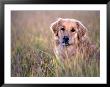 Golden Retriever In Field, Summit County, Co by Bob Winsett Limited Edition Print