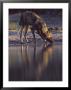 Wild Dog, Drinking From Waterhole, Botswana by Chris And Monique Fallows Limited Edition Print