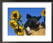 Domestic Piglet In Bucket With Sunflowers, Usa by Lynn M. Stone Limited Edition Print
