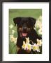 Rottweiler Dog Amongst Daffodils, Usa by Lynn M. Stone Limited Edition Print
