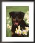 Rottweiler Dog Amongst Daffodils, Usa by Lynn M. Stone Limited Edition Print