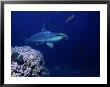 Scalloped Hammerhead Shark, Swimming, Galapagos by Gerard Soury Limited Edition Print