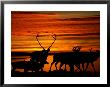 Caribou Are Silhouetted Against A Beautiful Orange Sky by Paul Nicklen Limited Edition Print