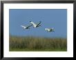 Ibises In Flight by Stephen Alvarez Limited Edition Pricing Art Print