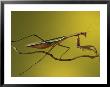 Praying Mantis On Twig, Rochester Hills, Michigan, Usa by Claudia Adams Limited Edition Print