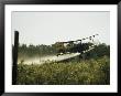 A Crop Dusting Airplane Flys Low Over A Field To Drop Pesticide by Bill Curtsinger Limited Edition Print