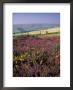 Cosgate Hill, Exmoor, Devon, England by Nik Wheeler Limited Edition Pricing Art Print