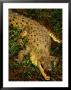 Crocodile, Australia by Chris Mellor Limited Edition Print