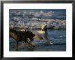 Two Labrador Retrievers Play With A Stick On A Beach by Roy Toft Limited Edition Print
