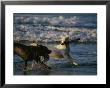 Two Labrador Retrievers Play With A Stick On A Beach by Roy Toft Limited Edition Print