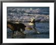 Two Labrador Retrievers Play With A Stick On A Beach by Roy Toft Limited Edition Pricing Art Print