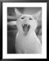 Yawning Cat by Rick Raymond Limited Edition Print