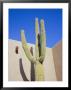 Giant Cactus, Scottsdale, Arizona, Usa. North America by Gavin Hellier Limited Edition Pricing Art Print