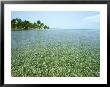 Sea Grass, Belize by William Gray Limited Edition Pricing Art Print