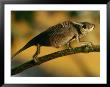 A Chameleon Traversing A Thin Branch by Michael Nichols Limited Edition Print