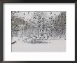 Birds Flee By The Hundreds As This Happy Dog Chases Them Out Of The Snow by Stacy Gold Limited Edition Pricing Art Print