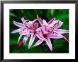 Seychelles Lily, Seychelles by Ralph Lee Hopkins Limited Edition Print